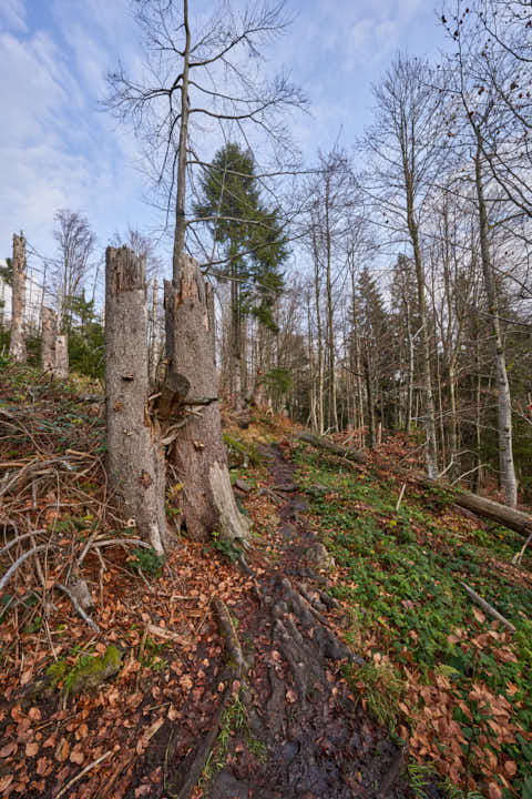 Gemeinde Sankt_Oswald-Riedlhütte Landkreis Freyung-Grafenau Großer Rachel Wanderweg (Dirschl Johann) Deutschland FRG